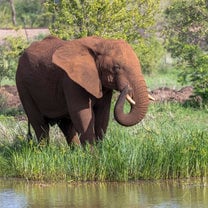 An elephant next to the river