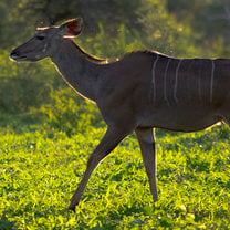 A Kudu is backlit by the setting sun.