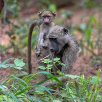 A baboon mother and child