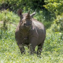 A grazing rhino