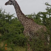 Twiga! Giraffe in Swahili! 