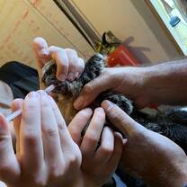 Newly rescued Saki monkey