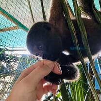 Woolly monkey