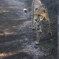 Big 5 African Wildlife & Conservation