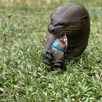 Daniel - giant river otter