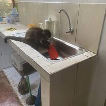 Lia washing some dishes