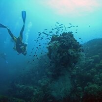 Snorkel the Great Barrier Reef  Working Holiday in Australia
