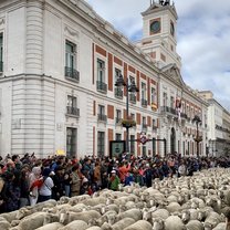 Annual festival of the migration of sheep through the capital Madrid