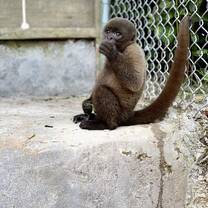 Woolly monkey