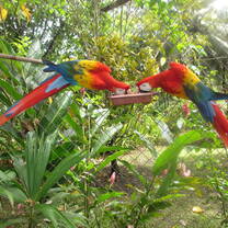 Sloth & Wildlife Rescue Sanctuary Volunteer Trip