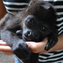 Sloth & Wildlife Rescue Sanctuary Volunteer Trip
