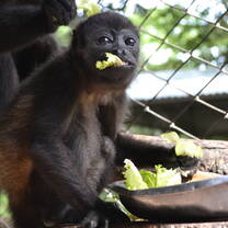 Sloth & Wildlife Rescue Sanctuary Volunteer Trip