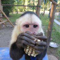 Sloth & Wildlife Rescue Sanctuary Volunteer Trip