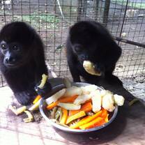 Sloth & Wildlife Rescue Sanctuary Volunteer Trip
