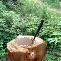 Chopped down a coconut for a snack!