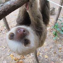Sloth & Wildlife Rescue Sanctuary Volunteer Trip
