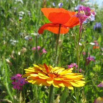 Wildflowers on Campus