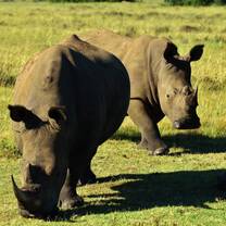 Big 5 African Wildlife & Conservation
