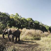 GVI elephants