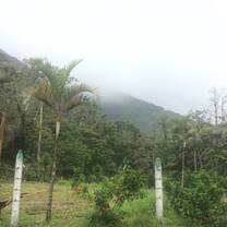 talk trees, cloudy, mountain