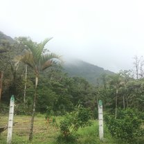 talk trees, cloudy, mountain