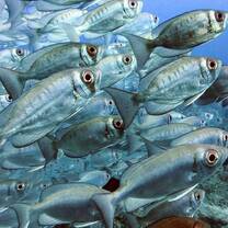 School of Big Eye