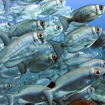 School of Big Eye