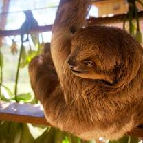 Wildlife rehabilitation in Ecuador