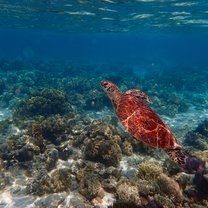 Great Barrier Reef