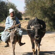 In a visit to an Egyptian village, a farmer on a donkey & Nile bafallo.