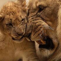Wildlife conservation