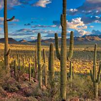 Tucson, AZ