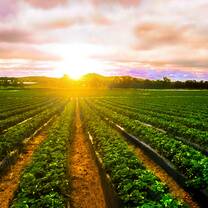 Field and sunrise