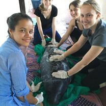Measuring and weighing the baby manatees