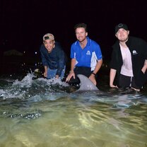 Wild Dolphin Feeding in Moreton Island, QLD Dolphin feeding!