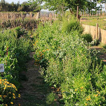 Farm in San Juan