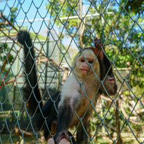 Prince the Capuchin Monkey