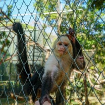 Prince the Capuchin Monkey