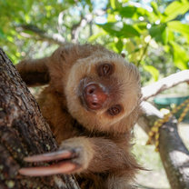 2-toed Sloth
