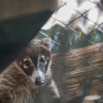 Yucca (Baby Coati)