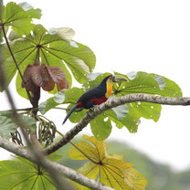 green billed toucan toucan on the way to town
