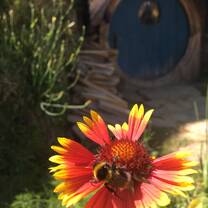 Flower at Hobbiton