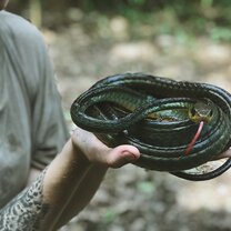 Sam holding a large whip snake after removing its ticks.