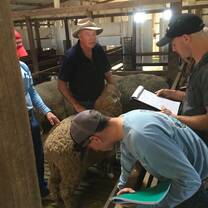 Looking at wool quality with Colin Seis - Gulgong