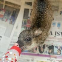 Morning feeding time for our rescued collared peccary. 