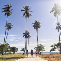 Phi Phi Palm Trees