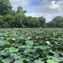 view of honey lake in Shenzhen