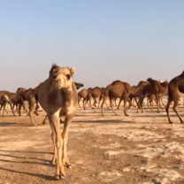 Camels in Azraq while we had a Bedouin-style dinner