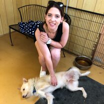 Volunteering at an animal shelter in Japan