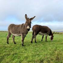 Take care of neglected donkeys at an animal shelter